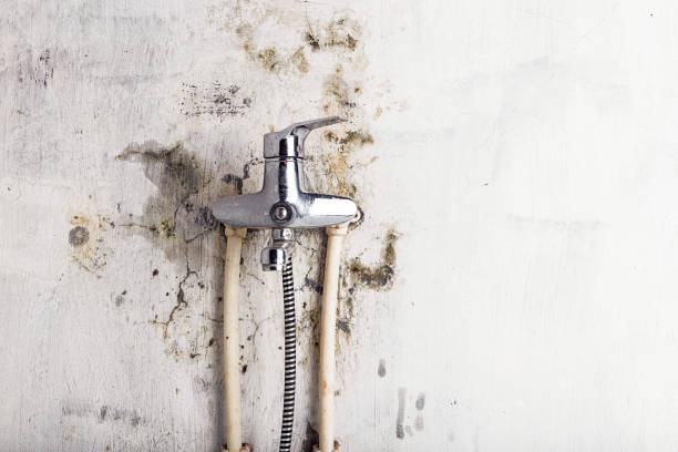 Best Mold Removal Near Me  in Olive Hill, KY