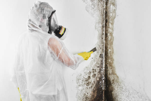Attic Mold Removal in Olive Hill, KY