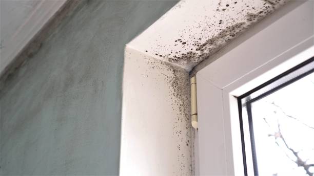 Best Toxic Mold Removal  in Olive Hill, KY