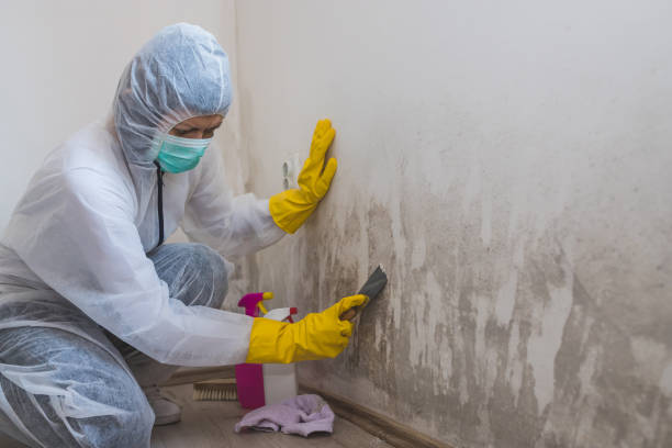 Best Residential Mold Removal  in Olive Hill, KY
