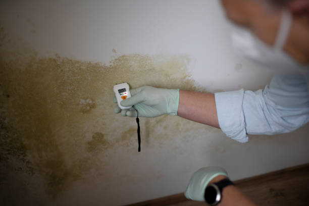 Best Fast Mold Removal  in Olive Hill, KY