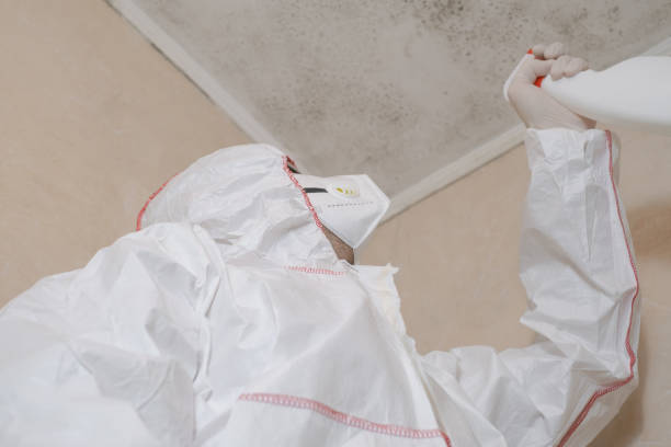 Best Mold Damage Repair  in Olive Hill, KY