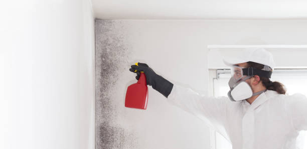 Best Office Mold Removal Services  in Olive Hill, KY