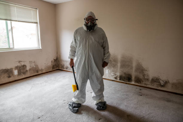 Best Commercial Mold Removal  in Olive Hill, KY