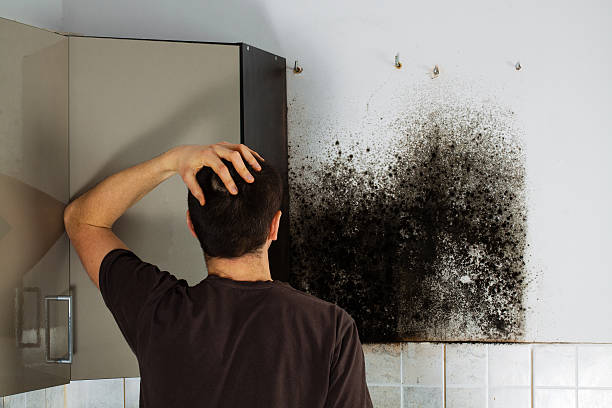 Best Local Mold Removal Service  in Olive Hill, KY