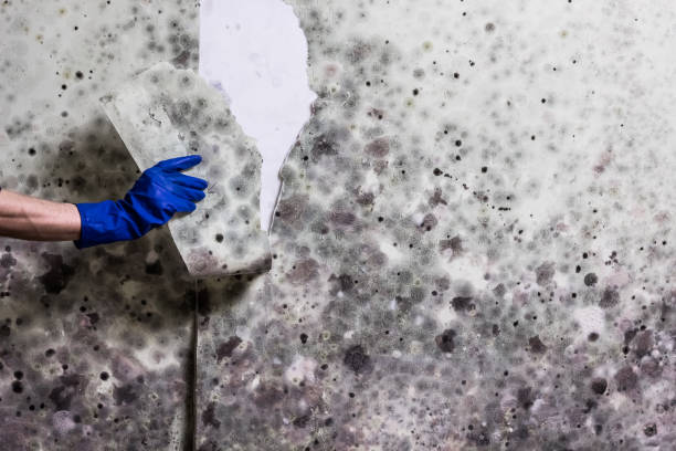 Mold Removal and Inspection in Olive Hill, KY