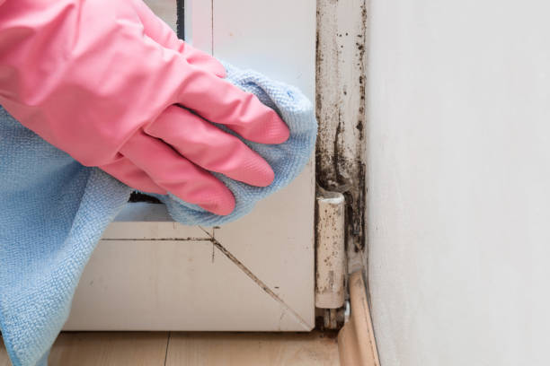 Best Mold Cleaning Services  in Olive Hill, KY